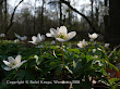 Zawilec gajowy (Anemone nemorosa)