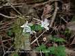 Zdrojówka rutewkowata (Isopyrum thalictroides)