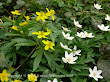 Zawilec gajowy (Anemone nemorosa) i Zawilec żółty (Anemone ranunculoides)