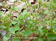 Przetacznik bluszczykowy (Veronica hederifolia)