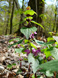 Jasnota plamista (Lamium maculatum)
