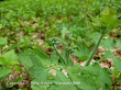Glistnik jaskółcze ziele (Chelidonium majus) 