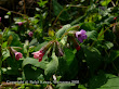 Miodunka ćma (Pulmonaria obscura)