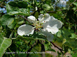 Jabłoń domowa (?) (Malus domestica) 