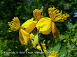 Glistnik jaskółcze ziele (Chelidonium majus) 
