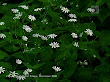 Gwiazdnica gajowa (Stellaria nemorum)