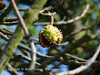 Kasztanowiec zwyczajny (Aesculus hippocastanum)