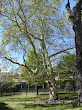 Platan klonolistny (Platanus acerifolia)
