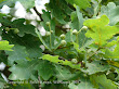 Dąb szypułkowy (Quercus robur)