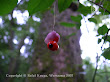 Trzmielina brodawkowata (Euonymus verrucosus)