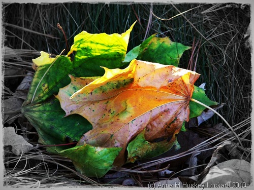 embracing Leaves