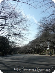 上野公園的櫻花大道