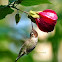 Anna's Hummingbird