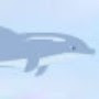 Dolphin Cup