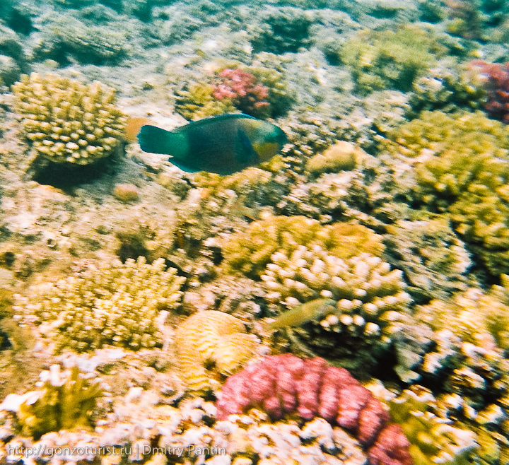 Египетские записки: Подводная одиссея гонзо туриста fishs%20red%20sea%2031 Египетские записки: Подводная одиссея гонзо туриста