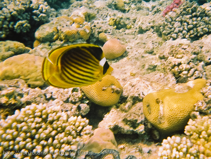 Египетские записки: Подводная одиссея гонзо туриста fishs%20red%20sea 23 Египетские записки: Подводная одиссея гонзо туриста