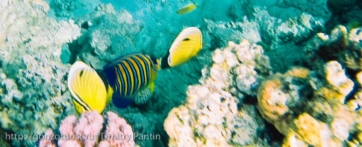 Египетские записки: Подводная одиссея гонзо туриста fishs%20red%20sea 19 Египетские записки: Подводная одиссея гонзо туриста