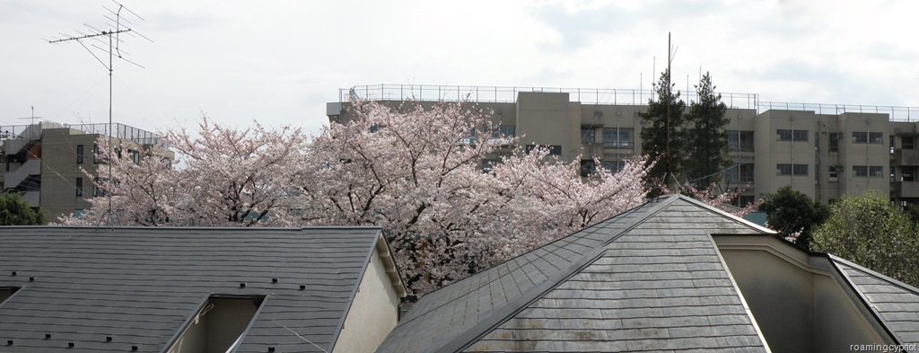 [Cherry Blossom panorama[10].jpg]