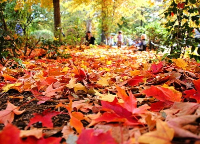 [fallfoliage[7].jpg]