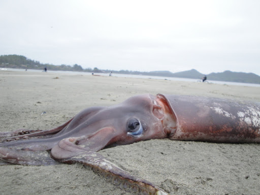 Humboldt Squid Humboldt Squid washes ashore in Chestermans Beach