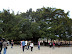 Der Banyan-Baum