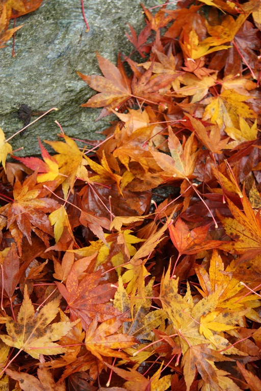 [DPP_00012406[1].jpg]