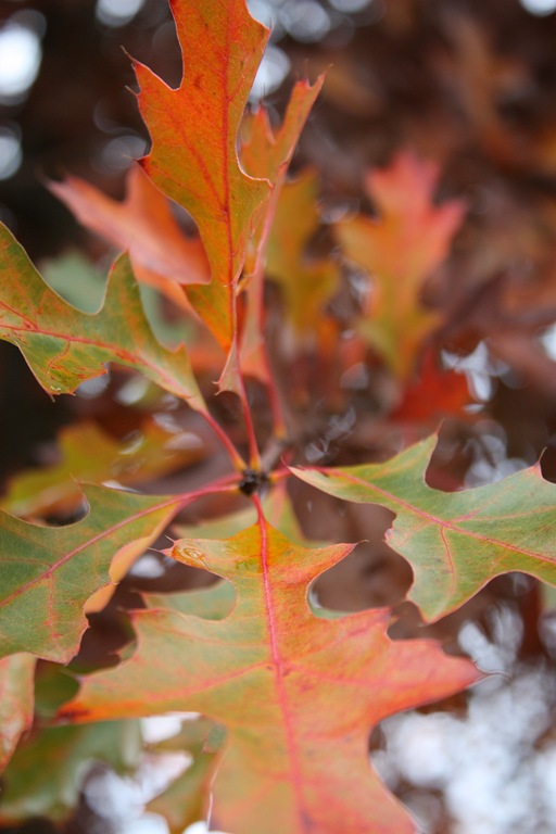 [DPP_00012393[1].jpg]