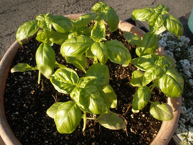 [basil[3].jpg]