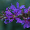 Purple Loosestrife