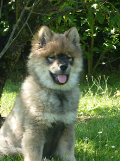 le plus beau chien du monde!!!! P1030971