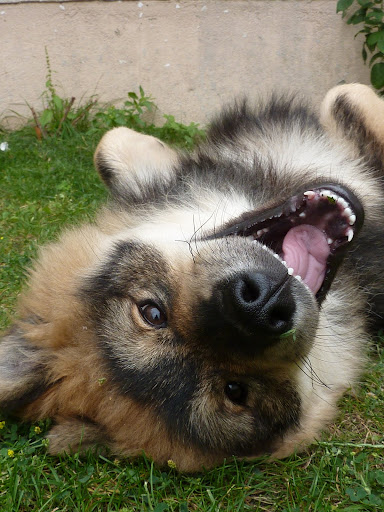 le plus beau chien du monde!!!! P1050593