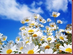 primavera primavera