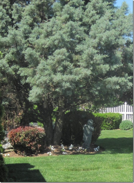 lawn