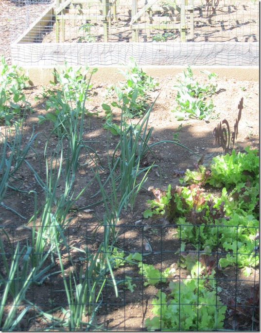 lett