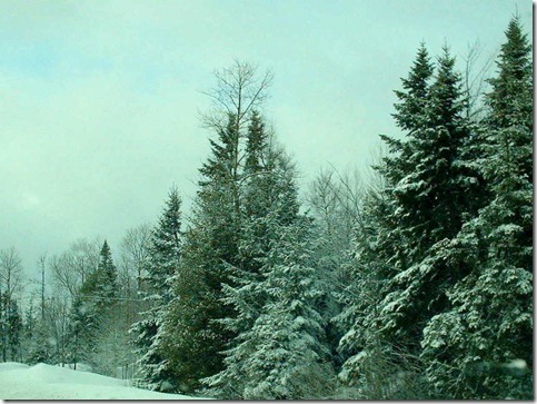 snowytrees4