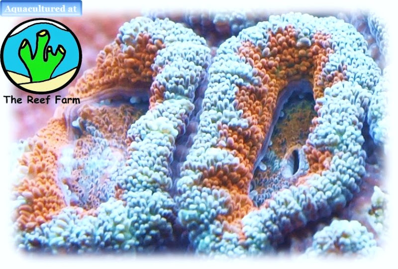Fire and Ice Acan