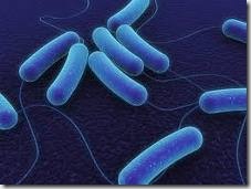 bacteria_coli