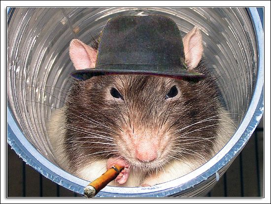 Rat vermomd met Photoshop