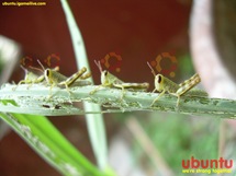 ubuntu4_1024