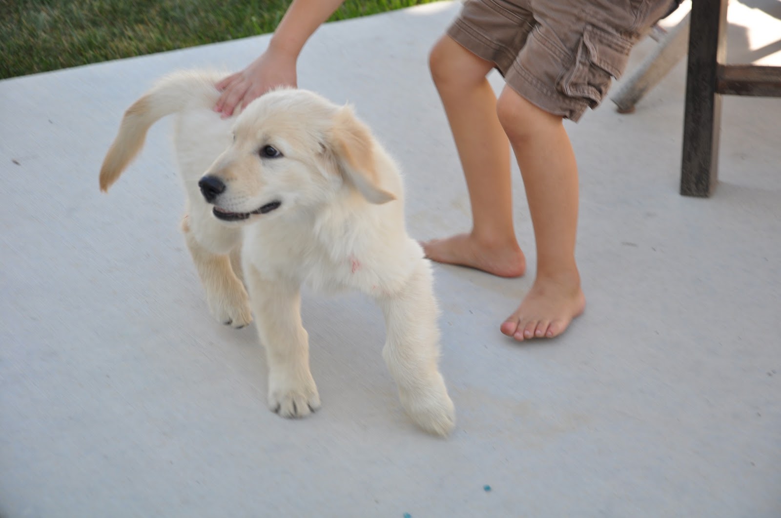 [New Puppy 014[5].jpg]