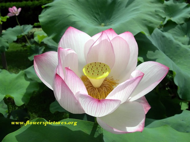 [lotus-flower-1[9].jpg]