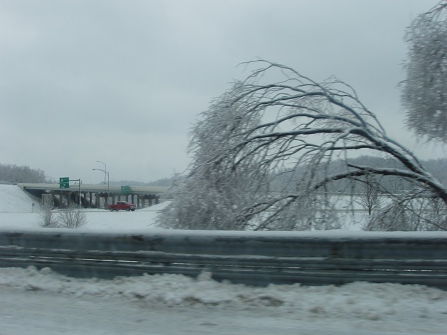 [tree by route 33 entrance[3].jpg]