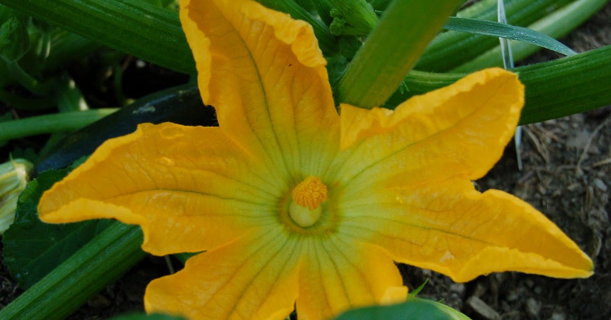 Heather of the Hills Anatomy of a squash