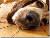 basset_1