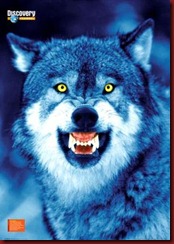 Discovery_Channel_Wolf_Poster_C10076615