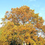 Color of the tree - Bath