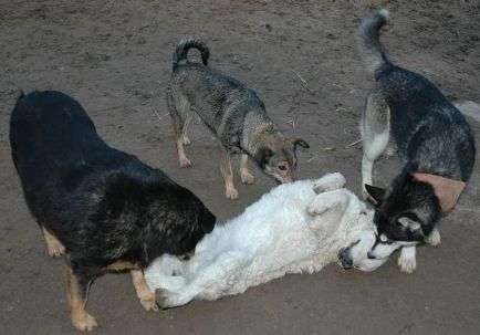 murka&moria&xenia&gabi
