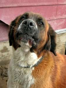 benka