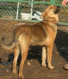 birma