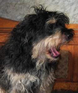bobik